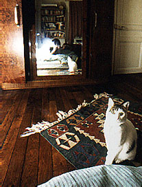 My cat JT