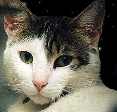 My cat